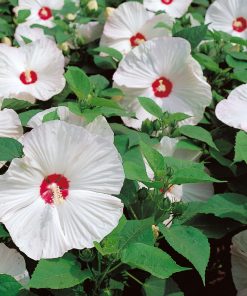 Hibiscus-Blanc-moscheutos-codiferro