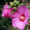 Hibiscus-syriacus-'Woodbridge'-codiferro