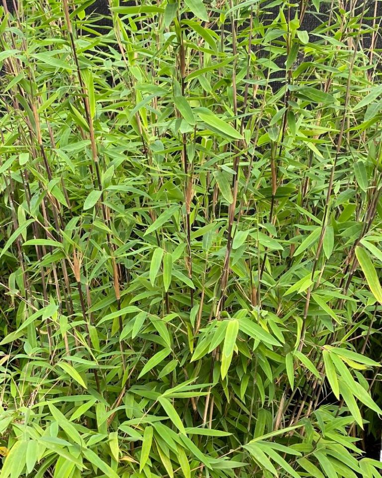 fargesia-nitida-volcano-chinese-fountain-bamboo-volcano