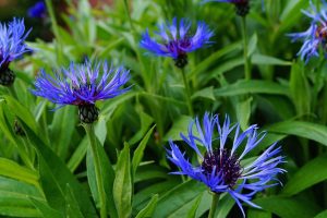 centaurea