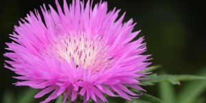 centaurea