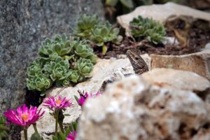 giardino roccioso