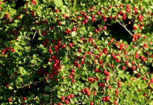 cotoneaster