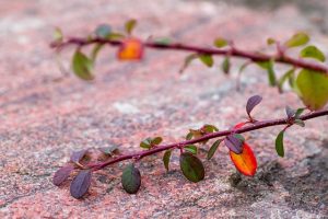 cotoneaster