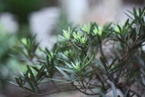 alternative bosso podocarpus