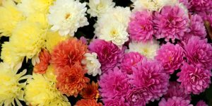 crisantemi