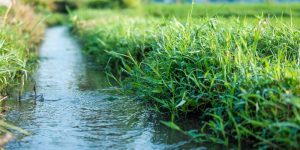 eccesso acqua giardino