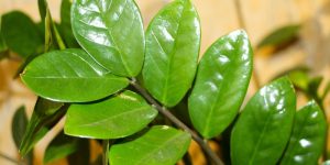 zamioculcas zamiifolia