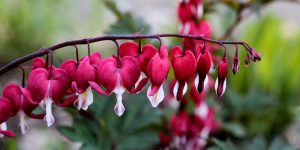 dicentra