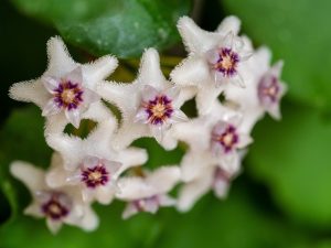 hoya carnosa