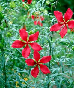 Alternative view of Hibiscus coccineus - Ibisco coccineus -Scarlet rose mallow - Scarlet hibiscus -