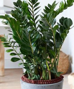 Zamioculcas zamiifolia – ZZ Plant – Fern arum – Gioiello di Zanzibar