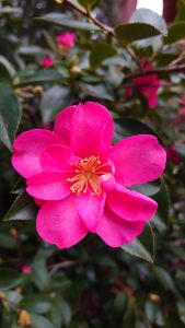 camelia sasanqua