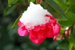 camellia sasanqua