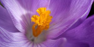 crocus
