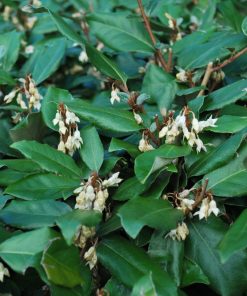 EleagnusEbbingii-codiferro-arbusto