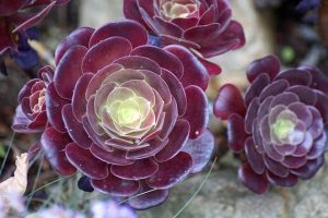 piante succulente