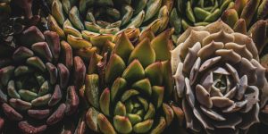 piante succulente