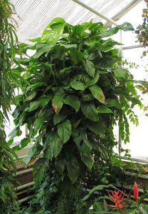 monstera obliqua
