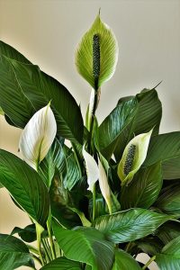 spathiphyllum