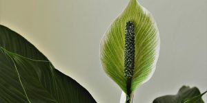 spathiphyllum