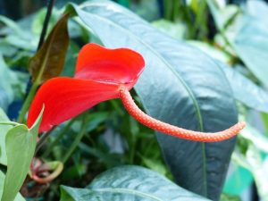spathiphyllum