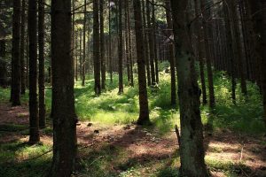 forest bathing