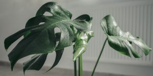 piante appartamento rare