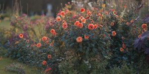 controllo biologico giardino casa