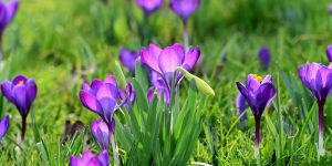 lotta biologico giardino