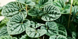 peperomia