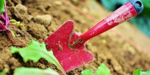 cosa fare in giardino a dicembre