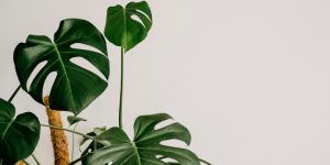 2024-trend-interior-plants