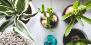 piante appartamento sostenibili