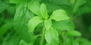 stevia