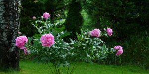 cosa coltivare con poco sole