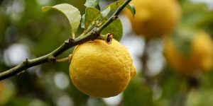 foglie limone accartocciate